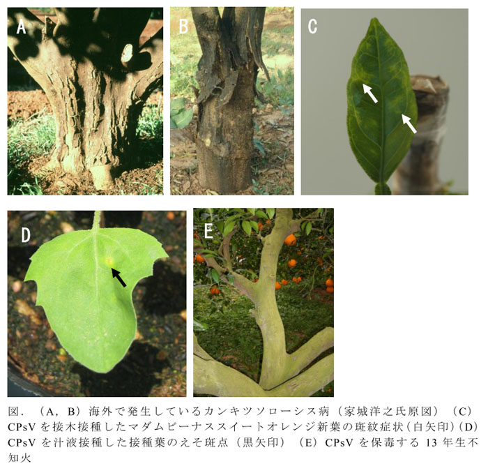 図.(A,B)海外で発生しているカンキツソローシス病(家城洋之氏原図)(C)CPsVを接木接種したマダムビーナススイートオレンジ新葉の斑紋症状(白矢印)(D)CPsVを汁液接種した接種葉のえそ斑点(黒矢印)(E)CPsVを保毒する13年生不知火