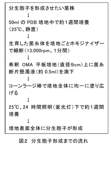 図2 分生胞子形成までの流れ