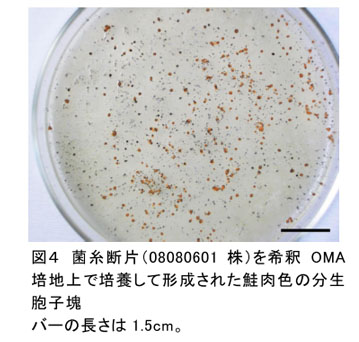 図4 菌糸断片(08080601株)を希釈OMA培地上で培養して形成された鮭肉色の分生胞子塊