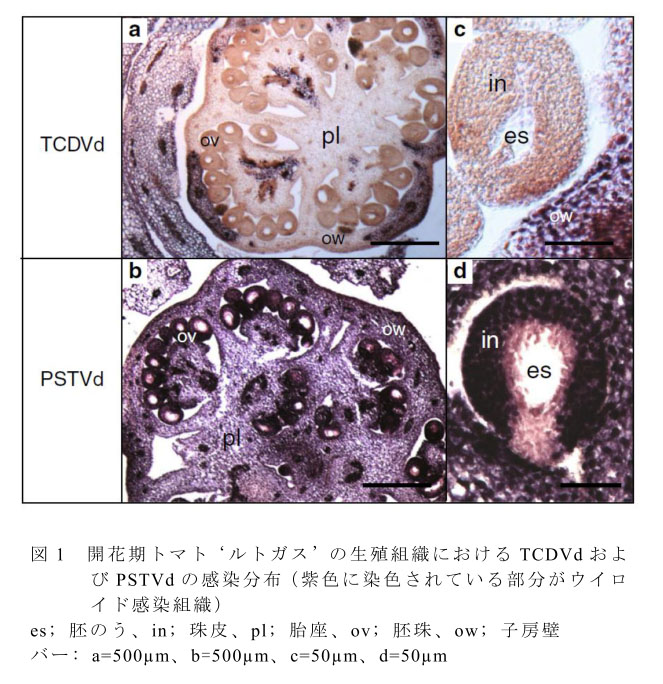 図1 開花期トマト'ルトガス'の生殖組織におけるTCDVdおよびPSTVdの感染分布(紫色に染色されている部分がウイロイド感染組織)