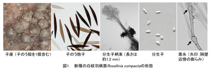 図1. 新種の白紋羽病菌Rosellinia compactaの形態
