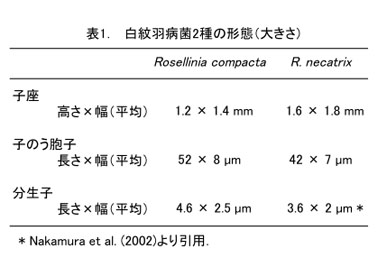表1. 白紋羽病菌2種の形態(大きさ)