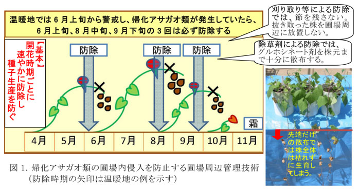 図1.帰化アサガオ類の圃場内侵入を防止する圃場周辺管理技術