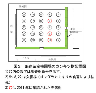 図2 無病苗定植圃場のカンキツ樹配置図