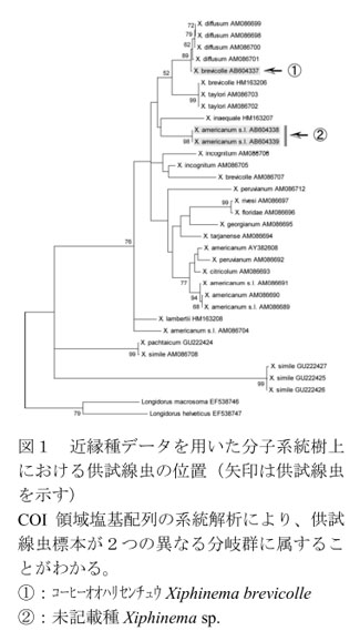 図1 近縁種データを用いた分子系統樹上における供試線虫の位置