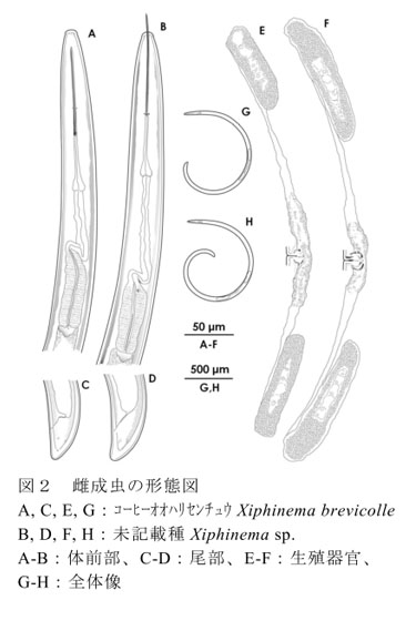 図2 雌成虫の形態図