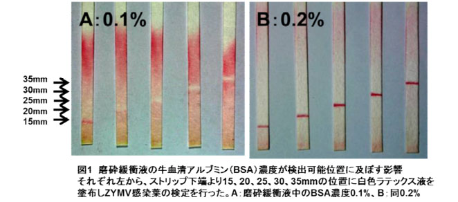 図1 摩砕緩衝液の牛血清アルブミン(BSA)濃度が検出可能位置に及ぼす影響