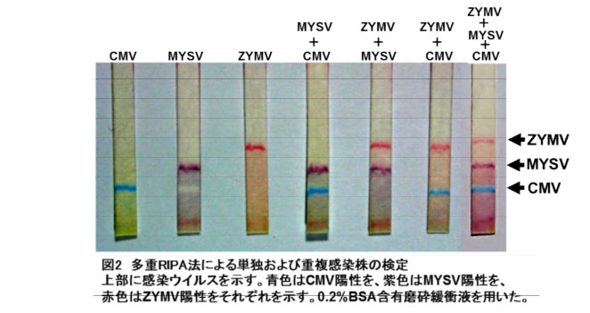 図2 多重RIPA法による単独および重複感染株の検定