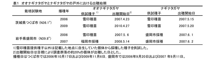 表1 オオナギナタガヤとナギナタガヤの戸外における出穂始期