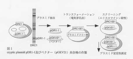 図1.cryptic plasmid pDR1-1及びベクター(pGKV21)共存株の作製
