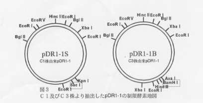 図3.C1及びC3株より抽出したpDR1-1の制限酵素地図