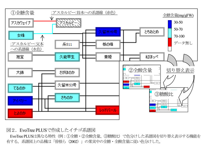 図2.EvoTree PLUSで作成したイチゴ系譜図