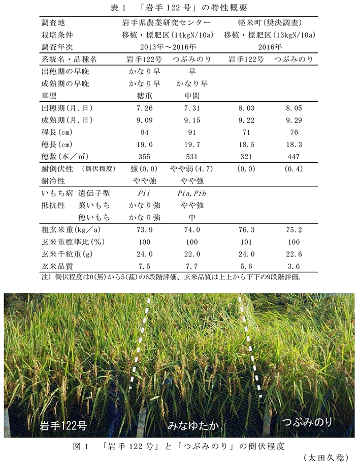 表1「岩手122号」の特性概要;図1「岩手122号」と「つぶみのり」の倒伏程度