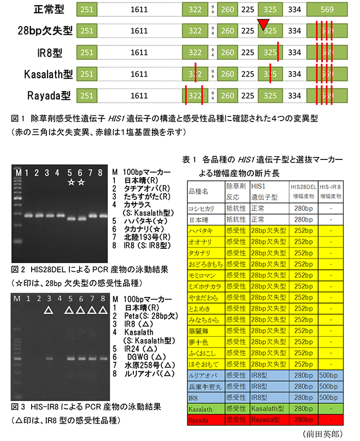 図1除草剤感受性遺伝子HIS1遺伝子の構造と感受性品種に確認された4つの変異型;表1各品種のHIS1遺伝子型と選抜マーカーによる増幅産物の断片長;図2HIS28DELによるPCR産物の泳動結果;図3HIS-IR8によるPCR産物の泳動結果