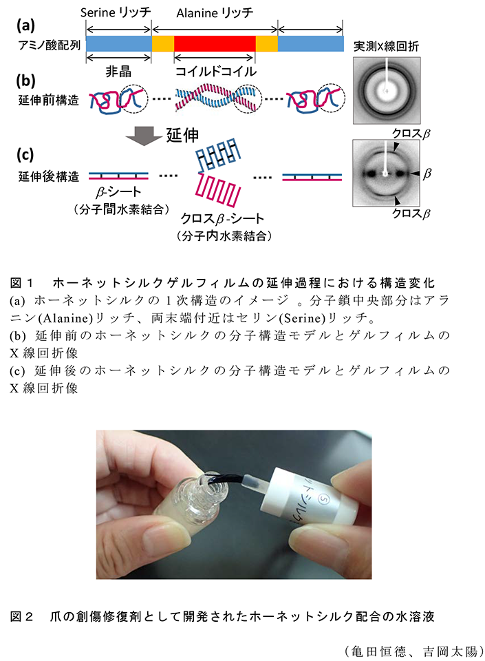 図1ホーネットシルクゲルフィルムの延伸過程における構造変化;図2爪の創傷修復剤として開発されたホーネットシルク配合の水溶液