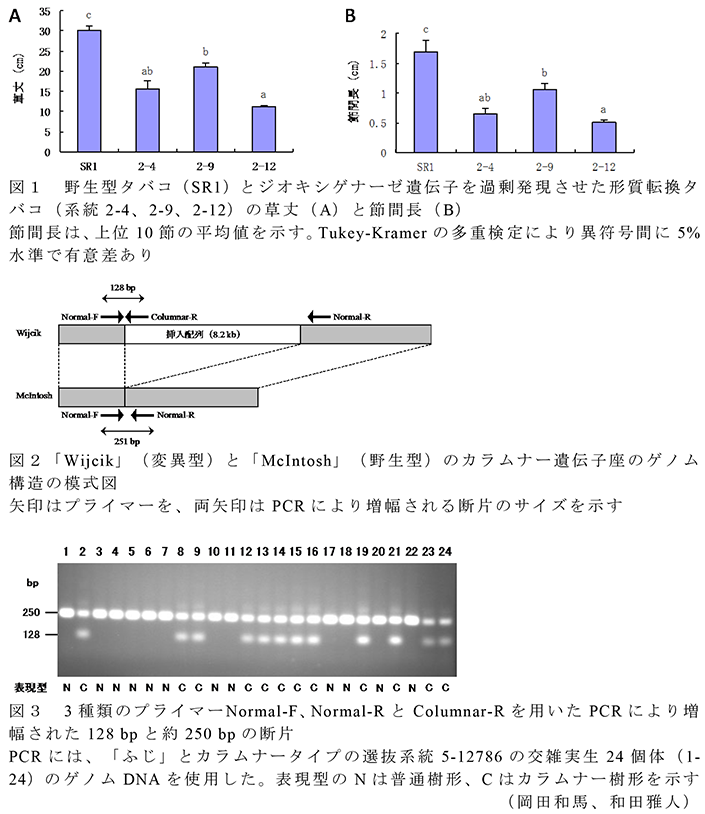 図1野生型タバコ(SR1)とジオキシゲナーゼ遺伝子を過剰発現させた形質転換タバコ(系統2-4、2-9、2-12)の草丈(A)と節間長(B);図1「Wijcik」(変異型)と「McIntosh」(野生型)のカラムナー遺伝子座のゲノム構造の模式図;図3 3種類のプライマーNormal-F、Normal-RとColumnar-Rを用いたPCRにより増幅された128 bpと約250 bpの断片