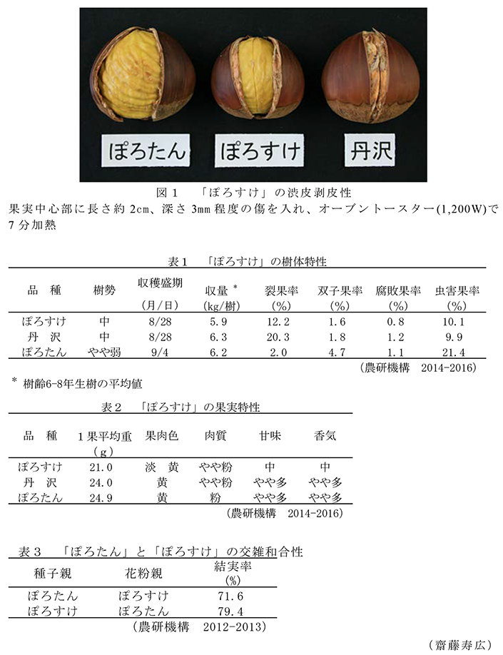 図1 「ぽろすけ」の渋皮剥皮性。果実中心部に長さ約2cm、深さ3mm程度の傷を入れ、オーブントースター(1,200W)で7分加熱
; 表1 「ぽろすけ」の樹体特性; 表2 「ぽろすけ」の果実特性; 表3 「ぽろたん」と「ぽろすけ」の交雑和合性