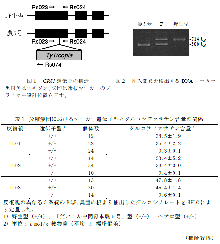 図1 GRS1遺伝子の構造,図2 挿入変異を検出するDNAマーカー

