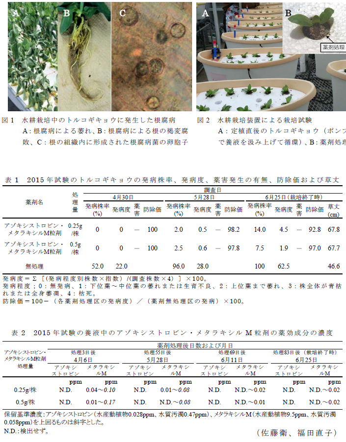 図1 水耕栽培中のトルコギキョウに発生した根腐病,図2 水耕栽培装置による栽培試験,表1 2015年試験のトルコギキョウの発病株率、発病度、薬害発生の有無、防除価および草丈,表2 2015年試験の養液中のアゾキシストロビン・メタラキシルM粒剤の薬効成分の濃度