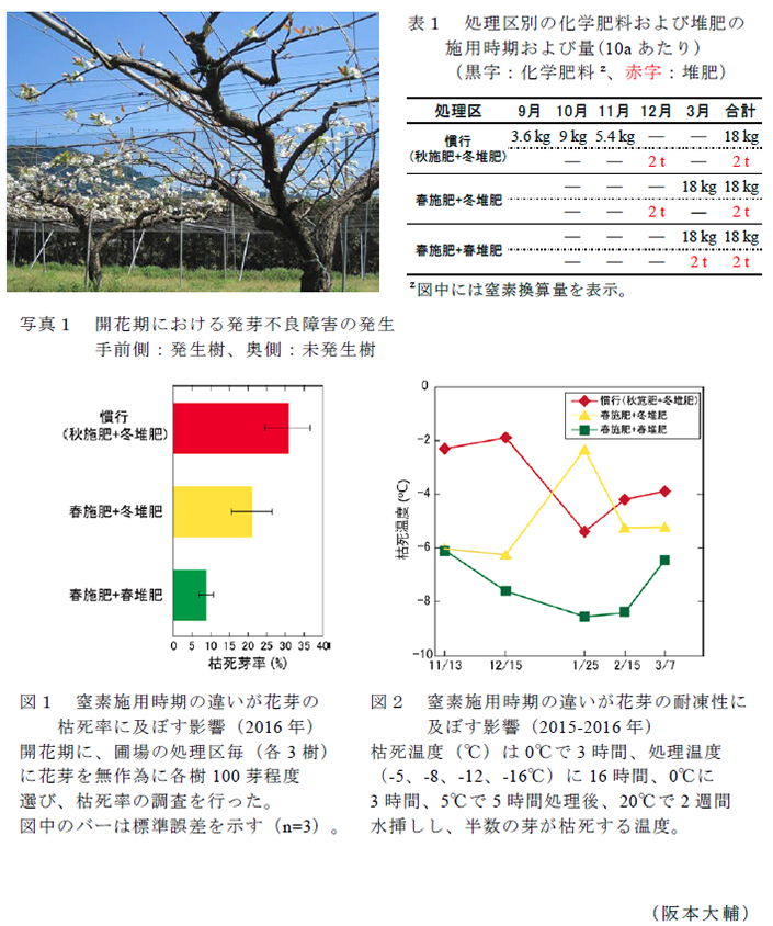 写真1 開花期における発芽不良障害の発生 手前側:発生樹、奥側:未発生樹; 表1 処理区別の化学肥料および堆肥の施用時期および量(10aあたり)(黒字:化学肥料z、赤字:堆肥); 図1 窒素施用時期の違いが花芽の枯死率に及ぼす影響(2016年)開花期に、圃場の処理区毎(各3樹)に花芽を無作為に各樹100芽程度選び、枯死率の調査を行った。図中のバーは標準誤差を示す(n=3)。; 図2 窒素施用時期の違いが花芽の耐凍性に及ぼす影響(2015-2016年)枯死温度(°C)は0°Cで3時間、処理温度(-5、-8、-12、-16°C)に16時間、0°Cに3時間、5°Cで5時間処理後、20°Cで2週間水挿しし、半数の芽が枯死する温度。