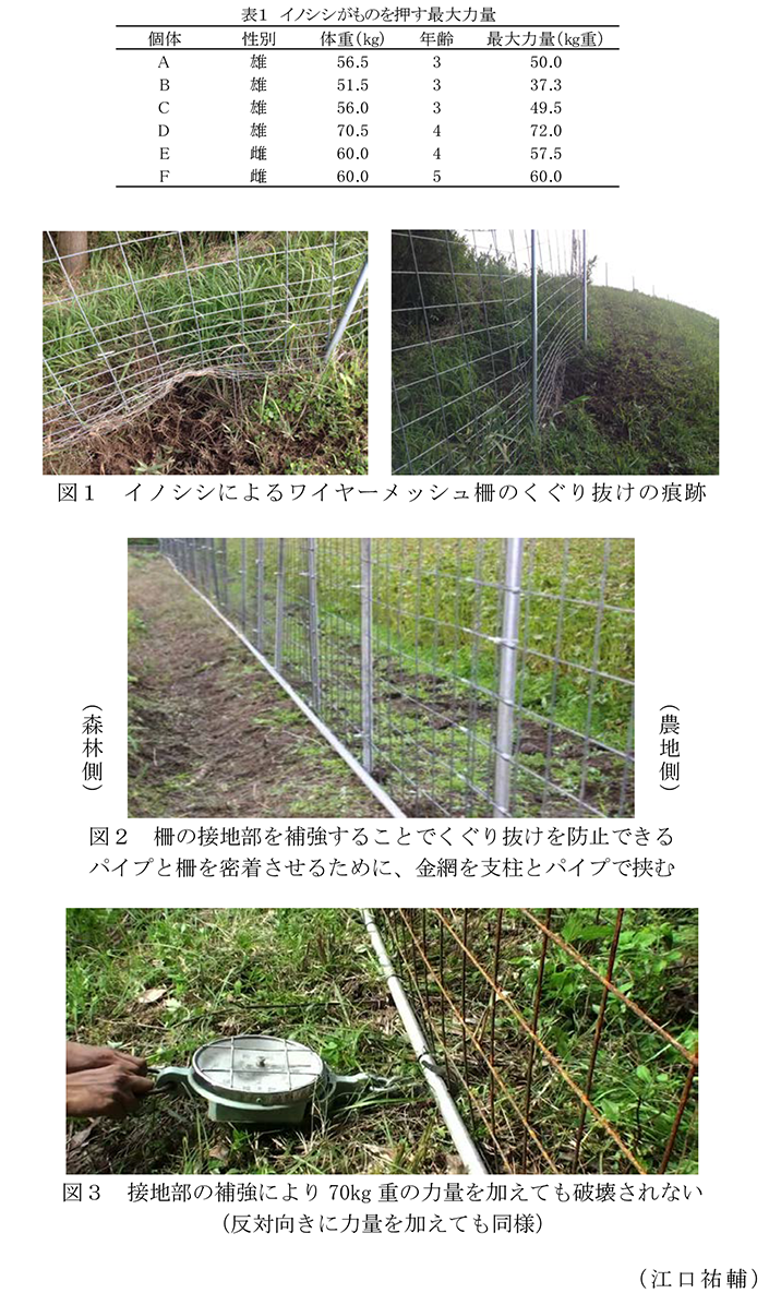 侵入防止柵の接地部を直管パイプで補強することで イノシシのくぐり抜けを防止できる 農研機構