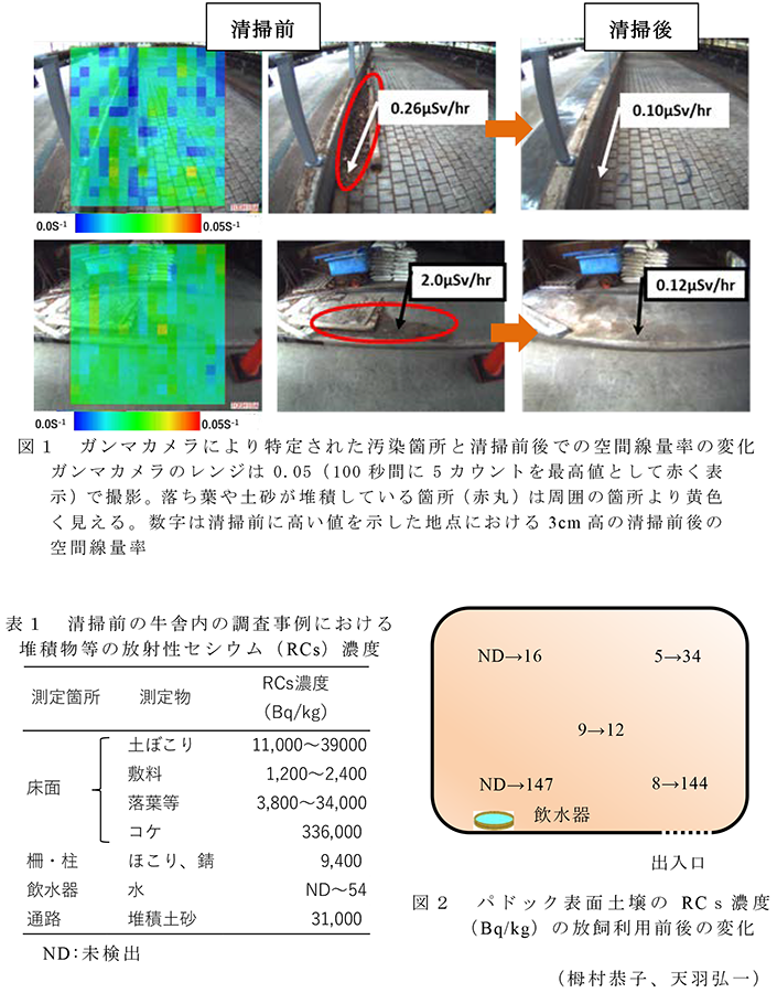 図2 ガンマカメラにより特定された汚染箇所と清掃前後での空間線量率の変化 ガンマカメラのレンジは0.05(100秒間に5カウントを最高値として赤く表示)で撮影。落ち葉や土砂が堆積している箇所(赤丸)は周囲の箇所より黄色く見える。数字は清掃前に高い値を示した地点における3cm高の清掃前後の空間線量率; 表1 清掃前の牛舎内の調査事例における堆積物等の放射性セシウム(RCs)濃度; 図2 パドック表面土壌のRCs濃度(Bq/kg)の放飼利用前後の変化