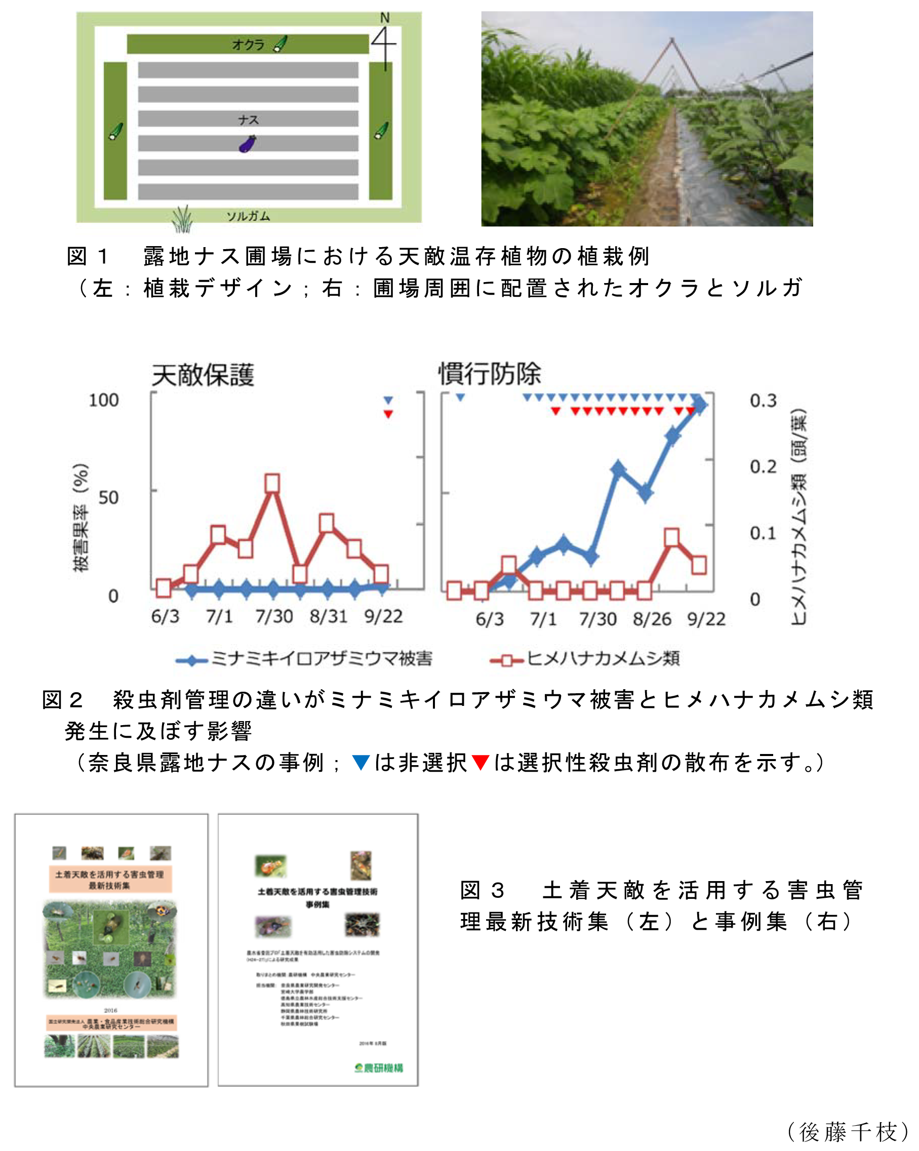 図1 露地ナス圃場における天敵温存植物の植栽例(左:植栽デザイン;右:圃場周囲に配置されたオクラとソルガ; 図2 殺虫剤管理の違いがミナミキイロアザミウマ被害とヒメハナカメムシ類発生に及ぼす影響(奈良県露地ナスの事例;青い三角は非選択、赤い三角は選択性殺虫剤の散布を示す。); 図3 土着天敵を活用する害虫管理最新技術集(左)と事例集(右)