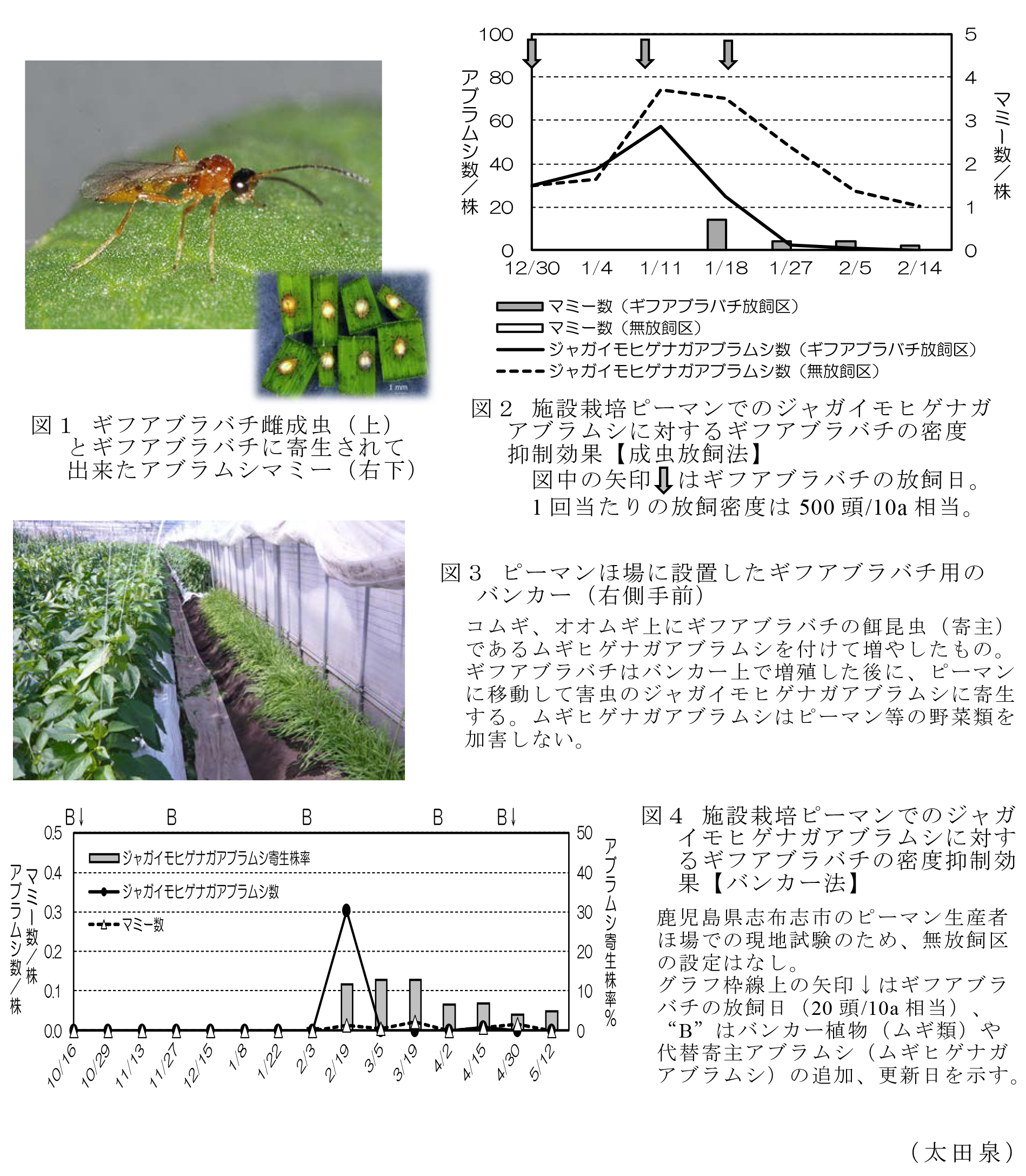 図1 ギフアブラバチ雌成虫(上)とギフアブラバチに寄生されて出来たアブラムシマミー(右下); 図2 施設栽培ピーマンでのジャガイモヒゲナガアブラムシに対するギフアブラバチの密度抑制効果【成虫放飼法】。図中の矢印はギフアブラバチの放飼日。1回当たりの放飼密度は500頭/10a相当。
; 図3 ピーマンほ場に設置したギフアブラバチ用のバンカー(右側手前)。コムギ、オオムギ上にギフアブラバチの餌昆虫(寄主)であるムギヒゲナガアブラムシを付けて増やしたもの。ギフアブラバチはバンカー上で増殖した後に、ピーマンに移動して害虫のジャガイモヒゲナガアブラムシに寄生する。ムギヒゲナガアブラムシはピーマン等の野菜類を加害しない。; 図4 施設栽培ピーマンでのジャガイモヒゲナガアブラムシに対するギフアブラバチの密度抑制効果【バンカー法】。鹿児島県志布志市のピーマン生産者ほ場での現地試験のため、無放飼区の設定はなし。グラフ枠線上の矢印↓はギフアブラバチの放飼日(20頭/10a相当)、