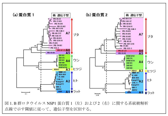 図1. B群ロタウイルスNSP1蛋白質1(左)および2(右)に関する系統樹解析 点線で示す閾値に従って、遺伝子型を区別する。