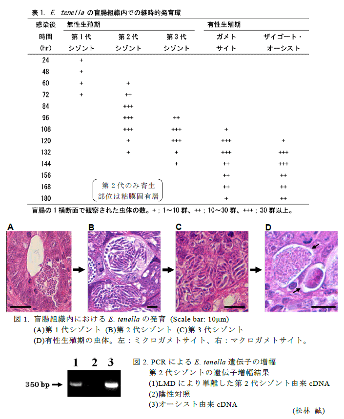 表1,図1～2