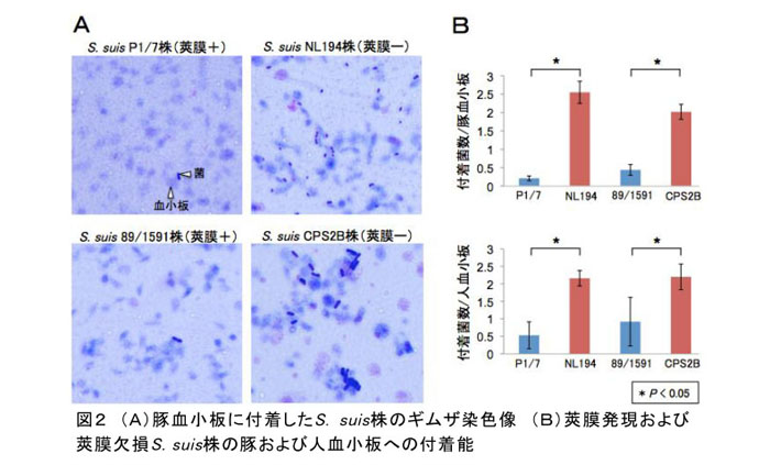 図2 (A)豚血小板に付着したS. suis株のギムザ染色像 (B)莢膜発現および莢膜欠損S. suis株の豚および人血小板への付着能