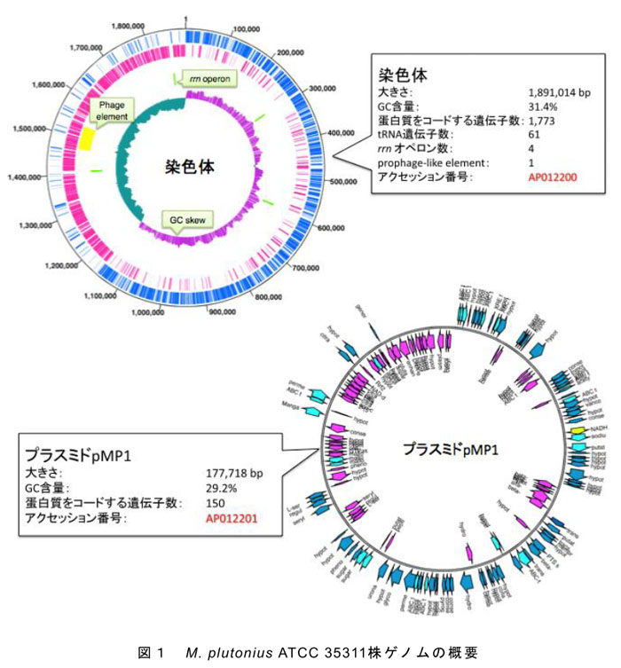 図1 M. plutonius ATCC 35311株ゲノムの概要