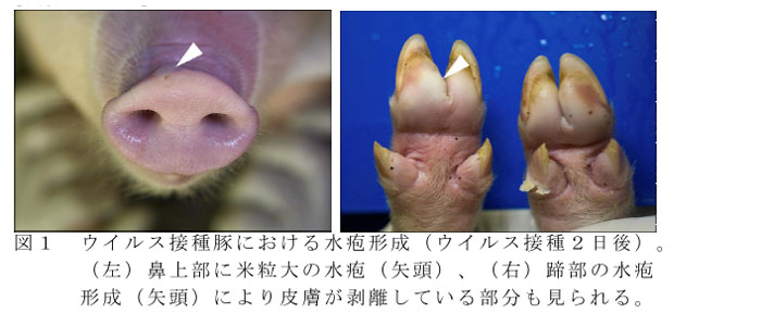 図1 ウイルス接種豚における水疱形成(ウイルス接種2日後)