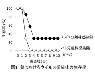 図1 鶏におけるウイルス感染後の生存率