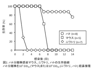 図2 ハト分離株感染マウス、ニワトリ、ハトの生存曲線