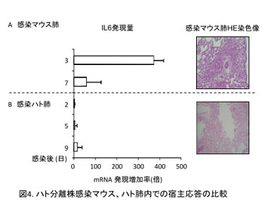 図4 ハト分離株感染マウス、ハト肺内での宿主応答の比較
