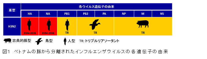 図1 ベトナムの豚から分離されたインフルエンザウイルスの各遺伝子の由来