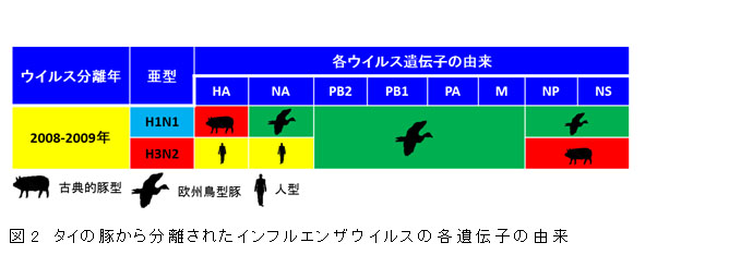 図2 タイの豚から分離されたインフルエンザウイルスの各遺伝子の由来