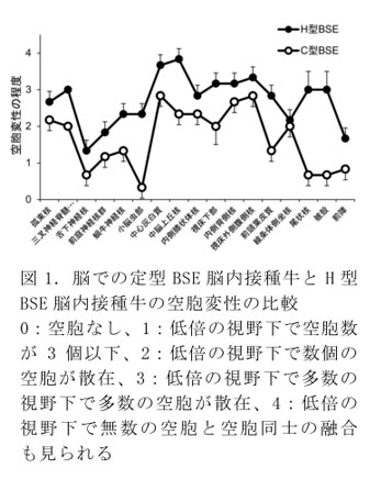 図1.脳での定型BSE脳内接種牛とH型BSE脳内接種牛の空胞変性の比較