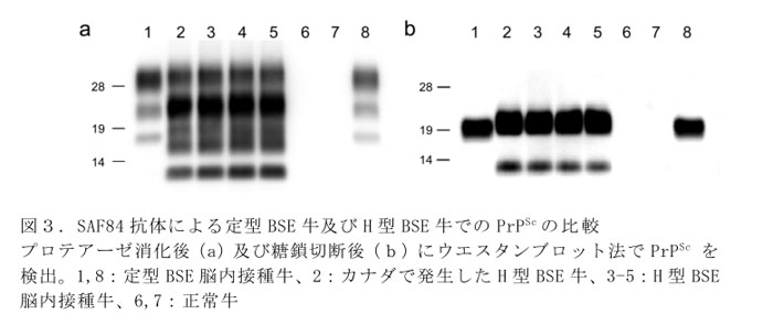 図3.SAF84抗体による定型BSE牛及びH型BSE牛でのPrPScの比較