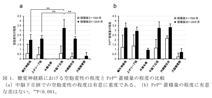 図1. 聴覚神経路における空胞変性の程度とPrPSc蓄積量の程度の比較