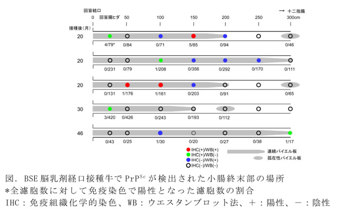 図. BSE脳乳剤経口接種牛でPrPScが検出された小腸終末部の場所