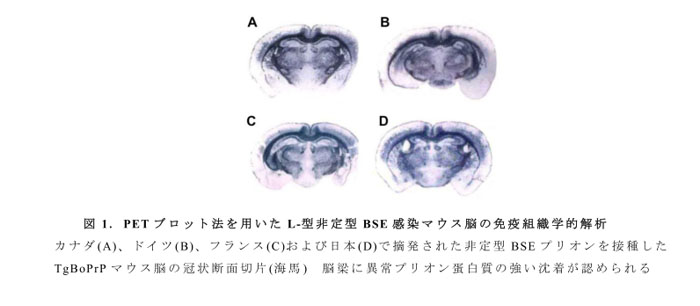 図1.PETブロット法を用いたL-型非定型BSE感染マウス脳の免疫組織学的解析