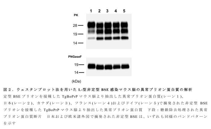 図2.ウェスタンブロット法を用いたL-型非定型BSE感染マウス脳の異常ブリオン蛋白質の解析