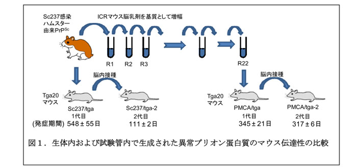 図1.生体内および試験管内で生成された異常プリオン蛋白質のマウス伝達性の比較