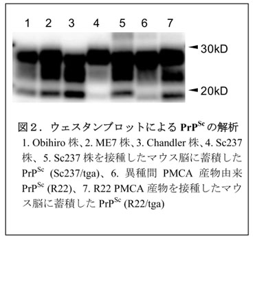 図2.ウェスタンブロットによるPrPScの解析