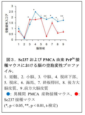 図3.Sc237およびPMCA由来PrPSc接種マウスにおける脳の空胞変性プロファイル.