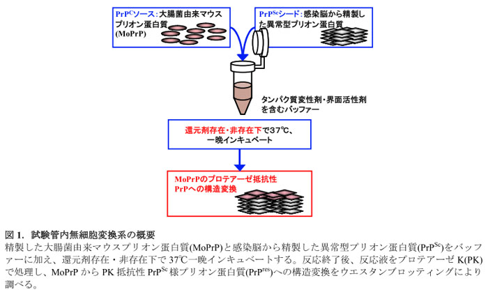 図1.試験管内無細胞変換系の概要
