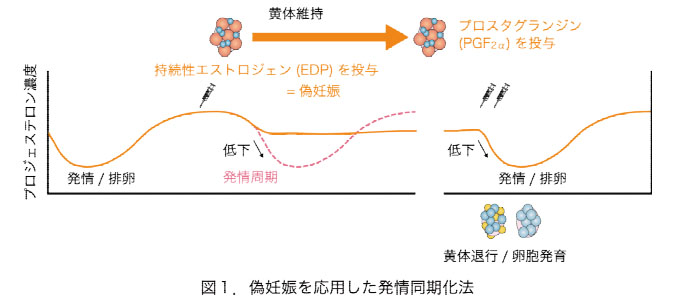 図1 偽妊娠を応用した発情同期化法