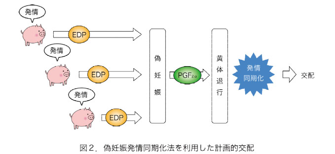 図2 偽妊娠発情同期化法を利用した計画的交配